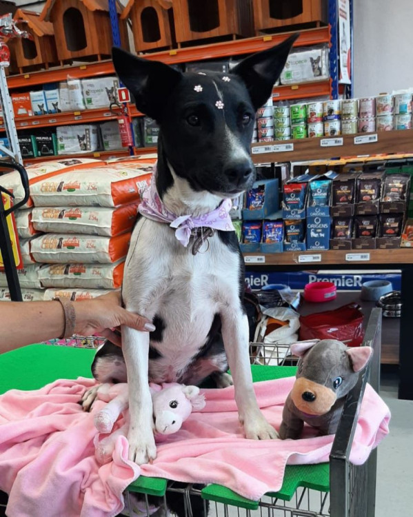maria-porte-medio-e-1-ano-super-boazinha-alegre-e-brincalhao-adocao-doacao-cachorro-gato-0