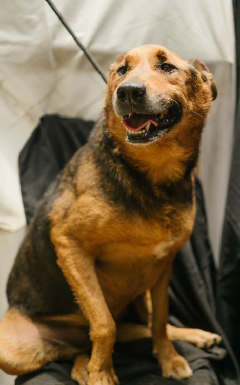 jade-de-porte-grande-em-busca-de-uma-familia-para-amar-para-sempre-adocao-doacao-cachorro-gato-0