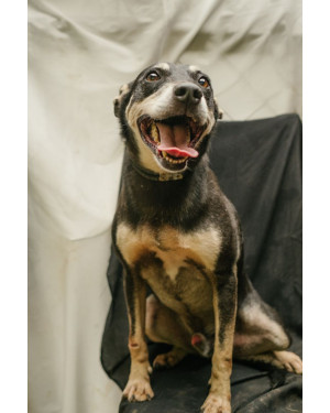 Pingo: Cãozinho de Porte Pequeno a Médio e 7 Anos no Canil Desde Filhote