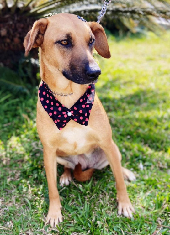 valentina-porte-grande-e-6-anos-vivendo-no-canil-em-busca-de-amor-adocao-doacao-cachorro-gato-0