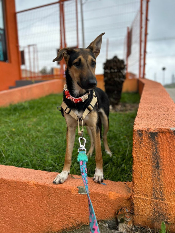 vitoria-mestica-de-pastor-de-porte-medio-a-grande-super-carinhosa-e-sociavel-adocao-doacao-cachorro-gato-0