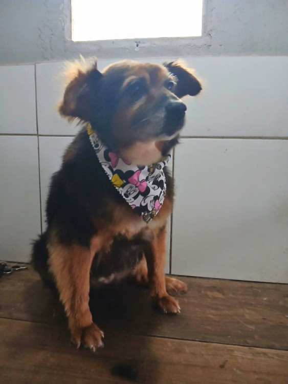 adocao-conjunta-sophie-e-marrie-duas-senhorinhas-de-porte-pequeno-a-medio-inseparaveis-adocao-doacao-cachorro-gato-1