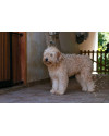 bet-femea-de-porte-grande-e-3-anos-apaixonante-quando-conquistada-small-0