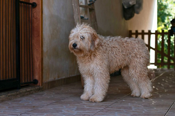 bet-femea-de-porte-grande-e-3-anos-apaixonante-quando-conquistada-adocao-doacao-cachorro-gato-0