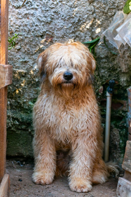 barnei-macho-de-porte-grande-e-3-anos-em-busca-de-familia-paciente-e-experiente-adocao-doacao-cachorro-gato-0