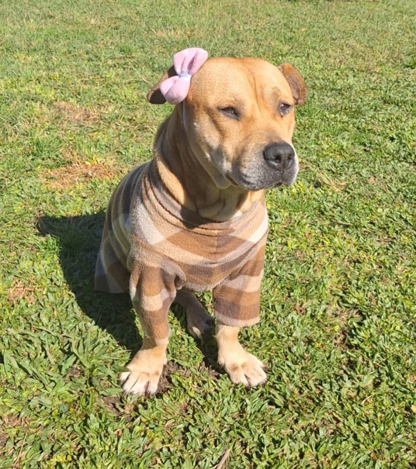 olivia-femea-de-porte-pequeno-a-medio-e-2-anos-super-doce-para-ser-filha-unica-adocao-doacao-cachorro-gato-0