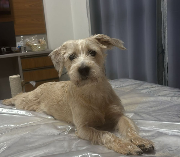 babi-femea-de-porte-pequeno-e-5-anos-em-busca-de-familia-com-muita-paciencia-adocao-doacao-cachorro-gato-0