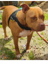 bradock-small-2