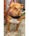 bradock-small-4
