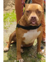 bradock-small-1