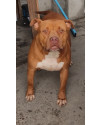bradock-small-0