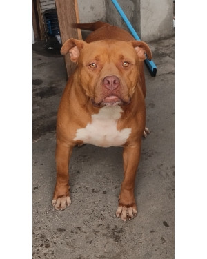 Bradock