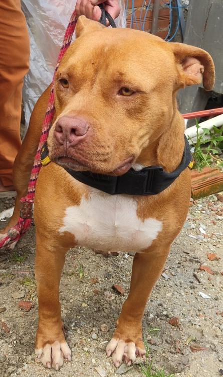 bradock-adocao-doacao-cachorro-gato-4
