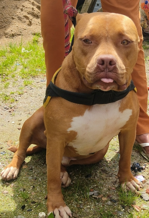 bradock-adocao-doacao-cachorro-gato-1