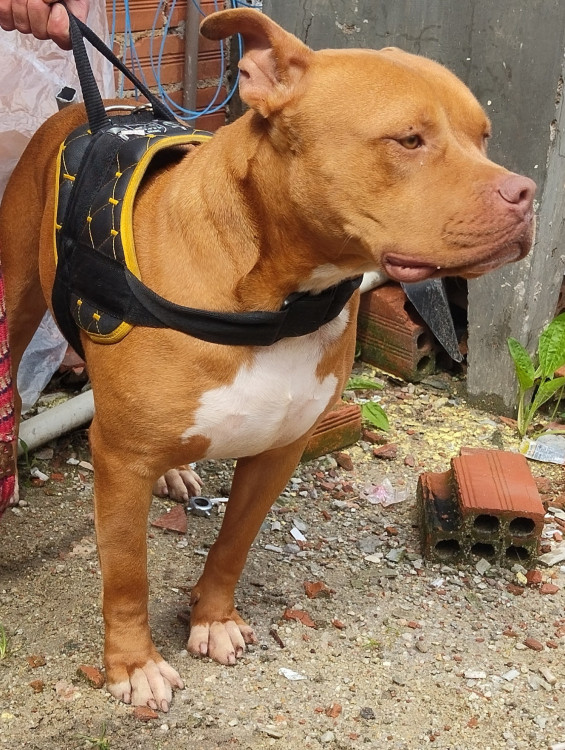 bradock-adocao-doacao-cachorro-gato-3