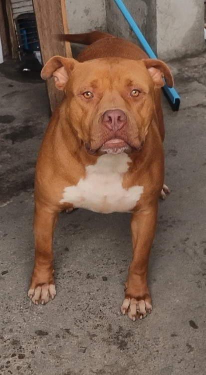 bradock-adocao-doacao-cachorro-gato-0