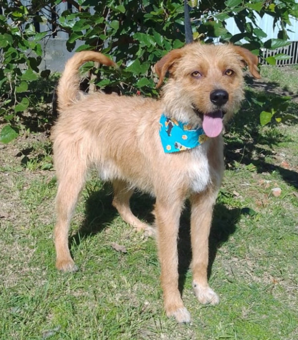 toffy-adocao-doacao-cachorro-gato-1