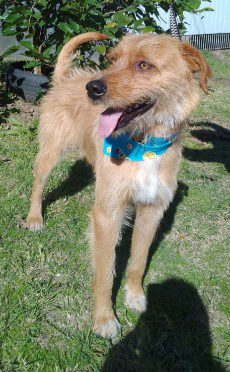 toffy-adocao-doacao-cachorro-gato-0