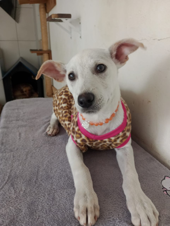 leona-filhote-adocao-doacao-cachorro-gato-0