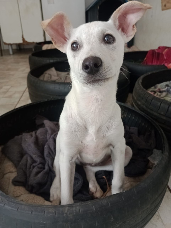 leona-filhote-adocao-doacao-cachorro-gato-1