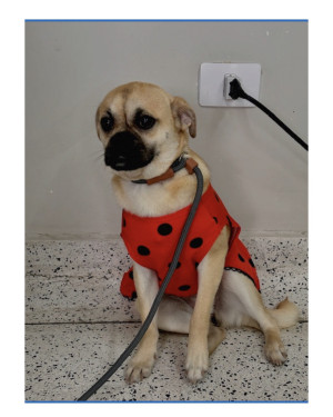 Suzy, a pug da Shopee