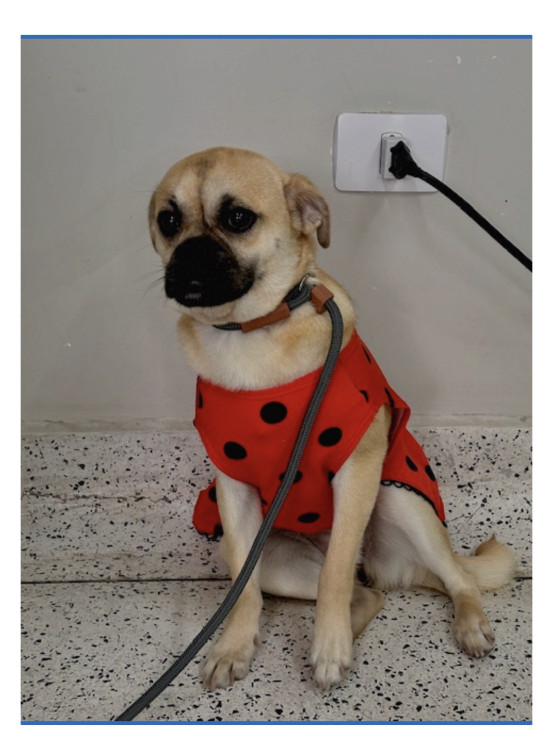 suzy-a-pug-da-shopee-adocao-doacao-cachorro-gato-0