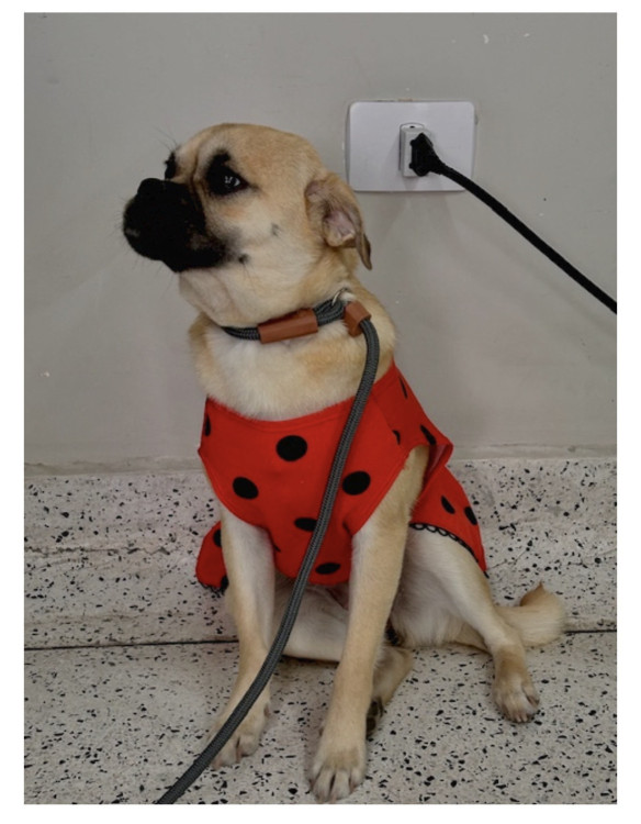 suzy-a-pug-da-shopee-adocao-doacao-cachorro-gato-1