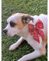 cadela-pandora-small-1