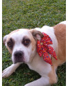 cadela-pandora-small-2
