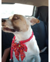 cadela-pandora-small-4
