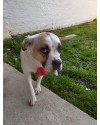 cadela-pandora-small-0