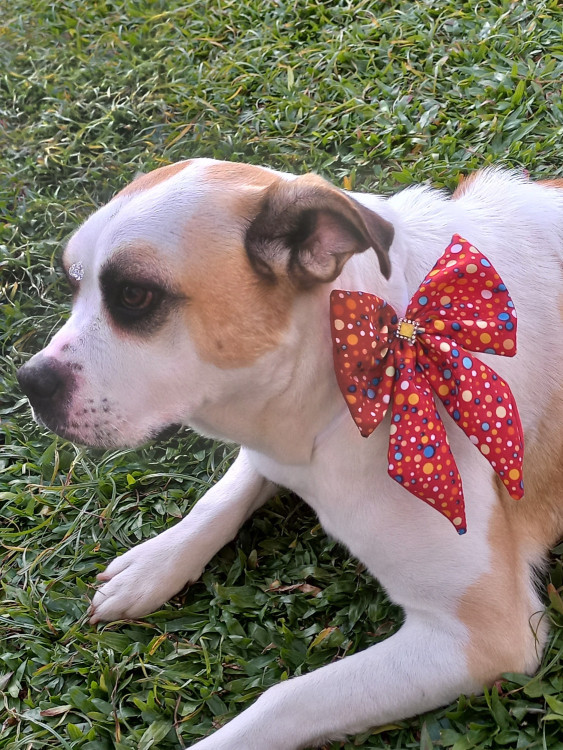 cadela-pandora-adocao-doacao-cachorro-gato-1