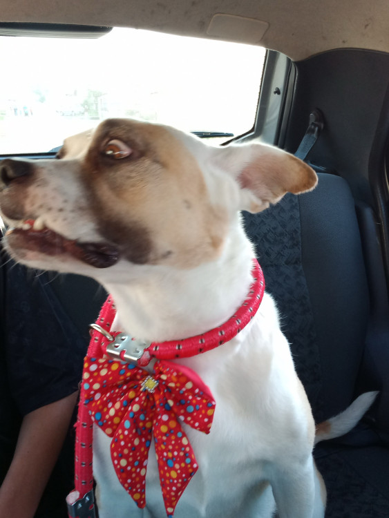 cadela-pandora-adocao-doacao-cachorro-gato-4