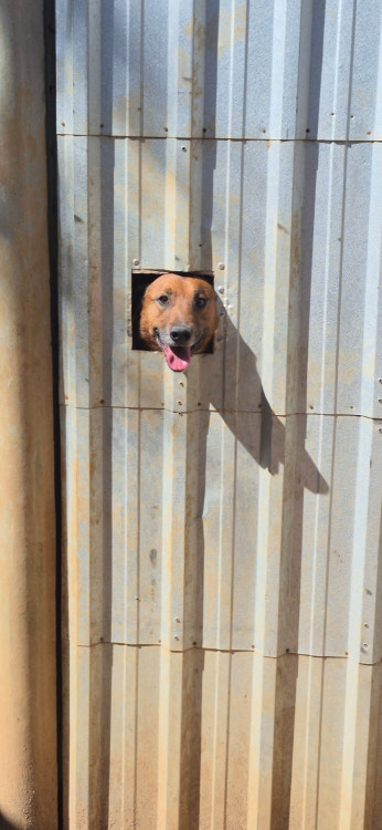 cigana-caramelo-divertida-para-adocao-adocao-doacao-cachorro-gato-0