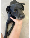 adote-o-amor-adote-o-pedro-small-4