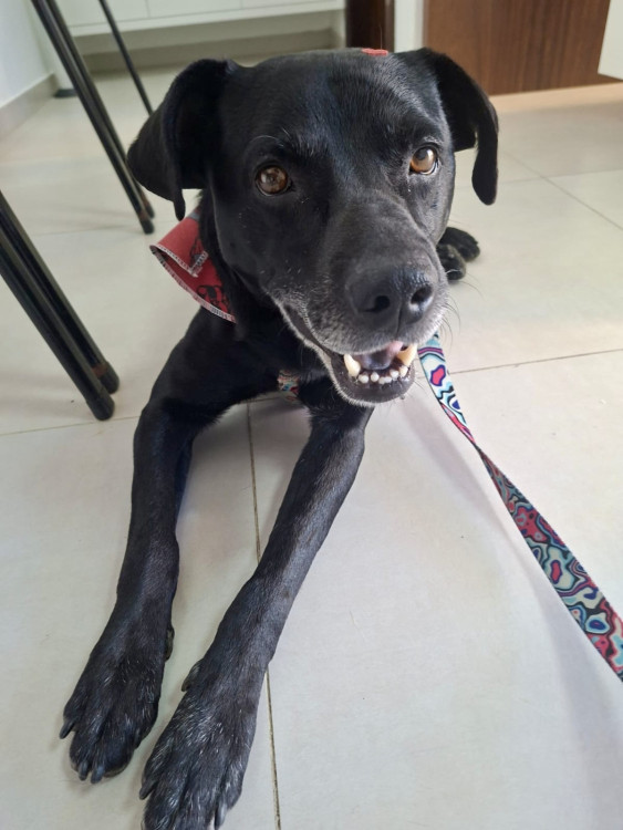 adote-o-amor-adote-o-pedro-adocao-doacao-cachorro-gato-0