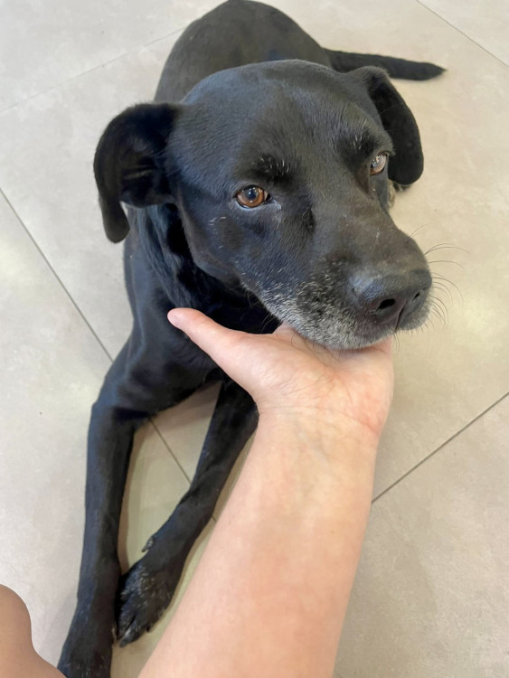 adote-o-amor-adote-o-pedro-adocao-doacao-cachorro-gato-4