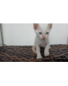 filhote-de-gato-50-dias-small-1