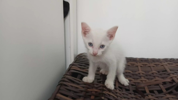 filhote-de-gato-50-dias-adocao-doacao-cachorro-gato-0
