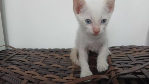 filhote-de-gato-50-dias-adocao-doacao-cachorro-gato-1