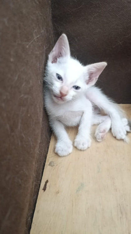 filhote-de-gato-50-dias-adocao-doacao-cachorro-gato-2