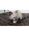 filhote-de-gato-macho-50-dias-small-1