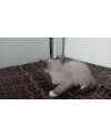 filhote-de-gato-macho-50-dias-small-2