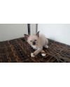 filhote-de-gato-macho-50-dias-small-3