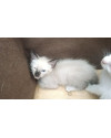 filhote-de-gato-macho-50-dias-small-0