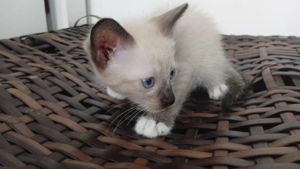 filhote-de-gato-macho-50-dias-adocao-doacao-cachorro-gato-1