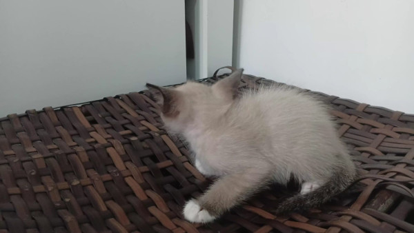 filhote-de-gato-macho-50-dias-adocao-doacao-cachorro-gato-2