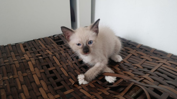 filhote-de-gato-macho-50-dias-adocao-doacao-cachorro-gato-3