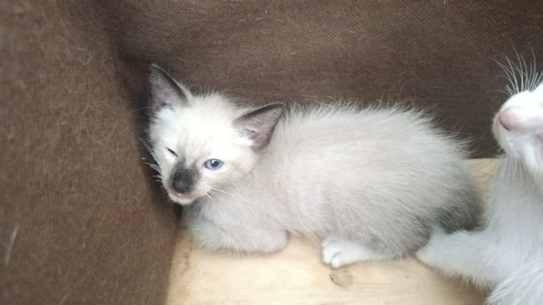 filhote-de-gato-macho-50-dias-adocao-doacao-cachorro-gato-0