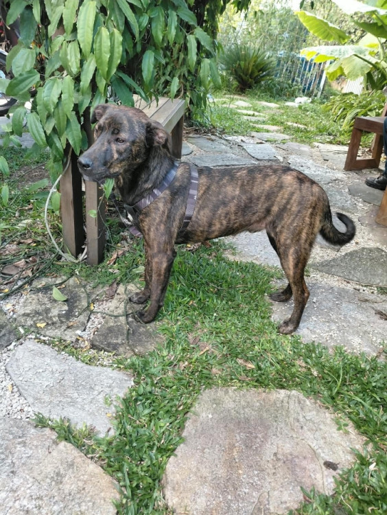 mimoso-adocao-doacao-cachorro-gato-0